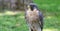 Closeup of a Peregrine Falcon